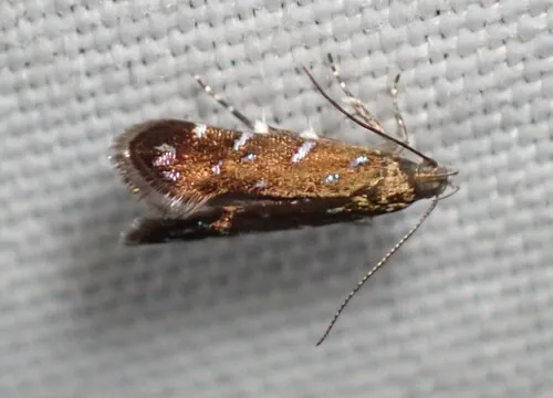 Iridescent Strobisia Moth