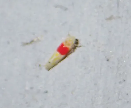 Eratoneura osborni