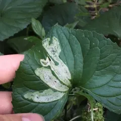 Liriomyza violivora thumbnail 4