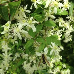 autumn clematis thumbnail 4