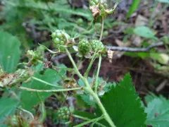 Pennsylvania Blackberry thumbnail 3
