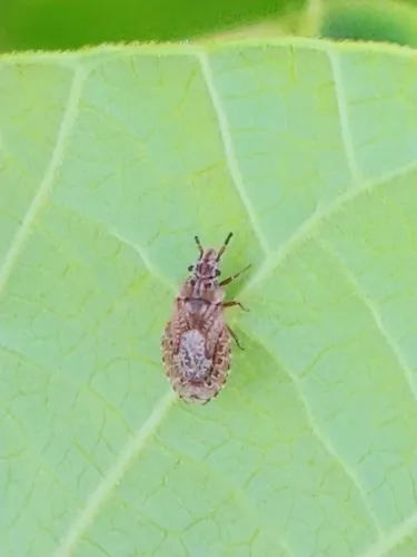 Aradus kormilevi