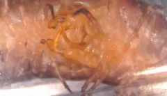 Oriulus venustus thumbnail 2