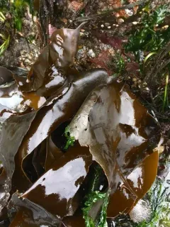 Hedophyllum nigripes thumbnail 1