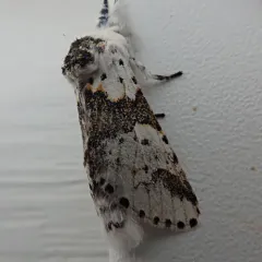 White Furcula Moth thumbnail 4