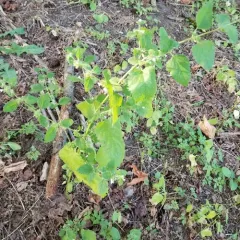 lemon balm thumbnail 2