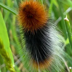 Ranchman's Tiger Moth thumbnail 2