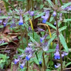small-flowered blue-eyed mary thumbnail 4