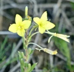 Lesser Four-point Evening-primrose thumbnail 3