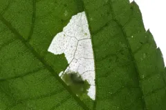Astrotischeria ambrosiaeella thumbnail 2