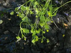 Corn buttercup thumbnail 2