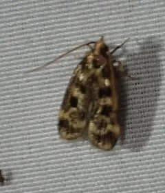 Square-spotted Martyringa Moth thumbnail 2