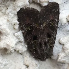 Bristly Cutworm Moth thumbnail 4