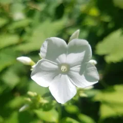 fall phlox thumbnail 4