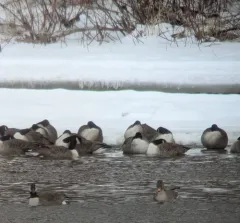 Taiga Bean Goose thumbnail 3