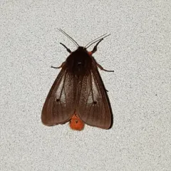 Ruby Tiger Moth thumbnail 3