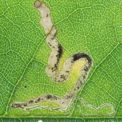 Slingerland's Plum Leafminer Moth thumbnail 4
