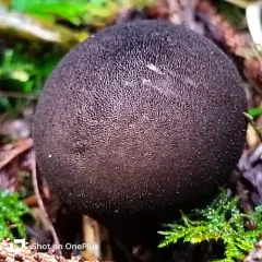 Umber-brown Puffball thumbnail 4