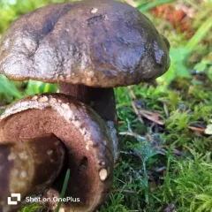 Dusky Bolete thumbnail 4