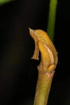 Ectoedemia trinotata thumbnail 3
