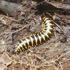 Rudiloria trimaculata thumbnail 5