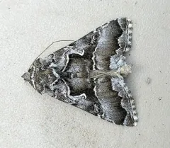 White Υ Mark Moth thumbnail 2