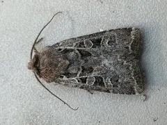 Mountain Dart thumbnail 3