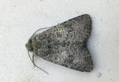 Anarta columbica thumbnail 1