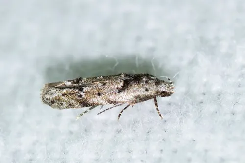 Sinoe robiniella