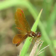 Eastern Amberwing thumbnail 3