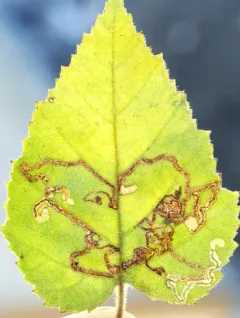 Common Birch Pigmy thumbnail 2