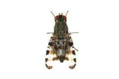 Pseudotephritis approximata thumbnail 4