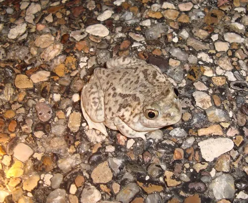 Plains Spadefoot