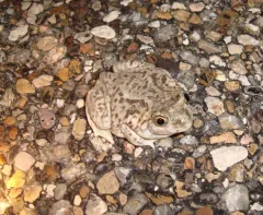 Plains Spadefoot thumbnail 1