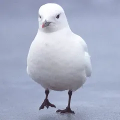 Ivory Gull thumbnail 4