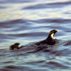 Ancient Murrelet thumbnail 4