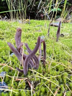 Clavaria fumosoides thumbnail 4