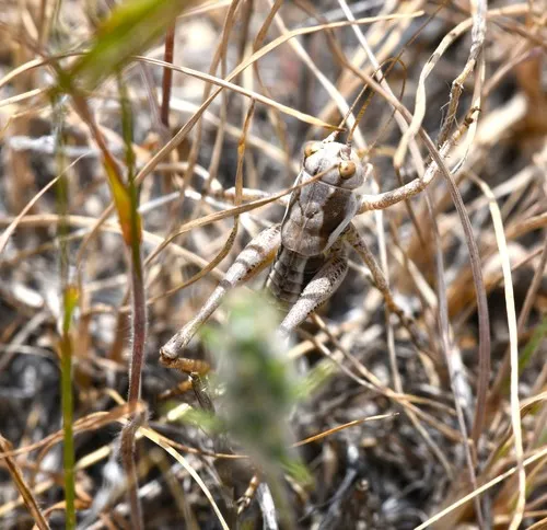 Variegated Shieldback
