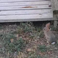Mountain Cottontail thumbnail 2