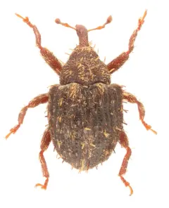 Microhyus setiger thumbnail 3