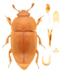 Thalycra concolor thumbnail 2