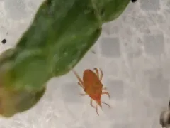 Neomolgus littoralis thumbnail 3