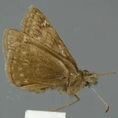 Afranius Duskywing thumbnail 4
