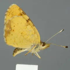 Tawny Crescent thumbnail 2
