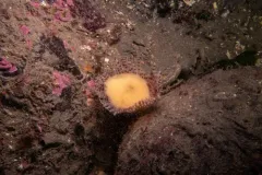 Bispira pacifica thumbnail 3