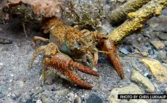 Snake River Pilose Crayfish thumbnail 2