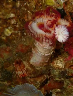 Tubeworm Hermit thumbnail 4