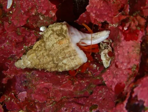 Pacific Red Hermit