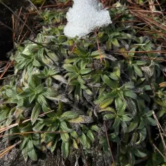 serpentine phacelia thumbnail 3