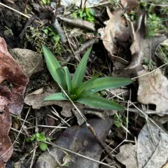 wavy-leafed soap plant thumbnail 3